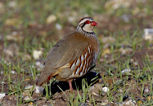 Red-legged Partridge 2